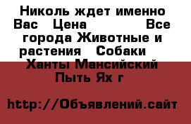 Николь ждет именно Вас › Цена ­ 25 000 - Все города Животные и растения » Собаки   . Ханты-Мансийский,Пыть-Ях г.